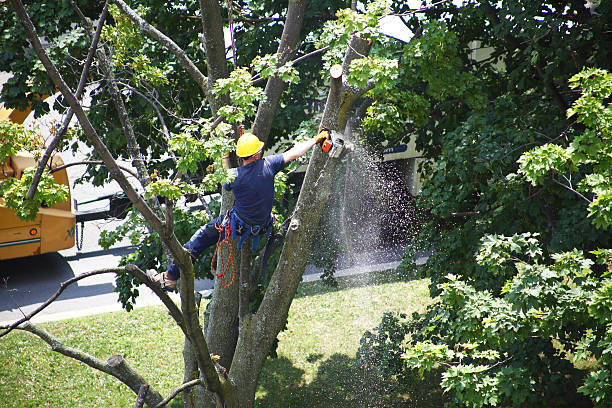 Professional Tree Care in Bull Valley, IL