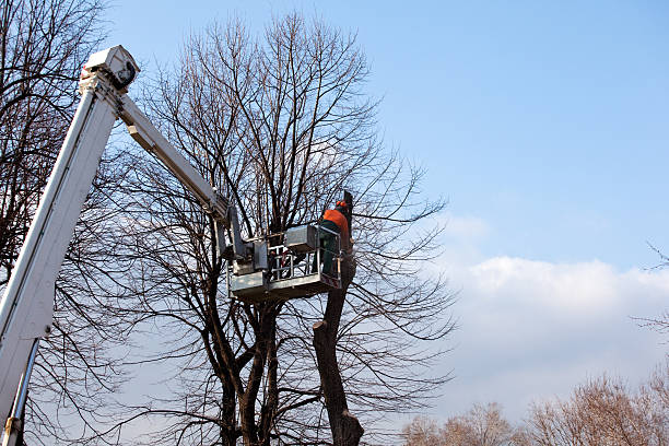 How Our Tree Care Process Works  in  Bull Valley, IL